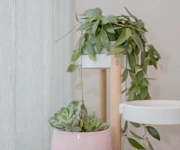 Appartement Primrose *